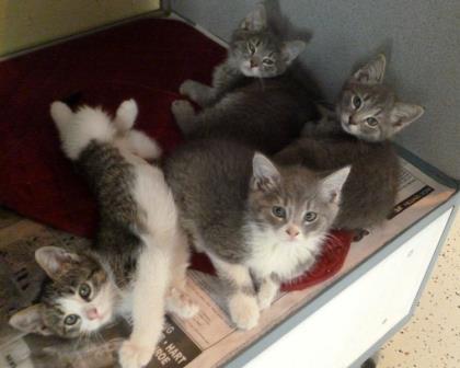 Enlarge Chase, an adopted Domestic Short Hair in Glasgow, KY image 2/3