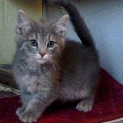 Enlarge Chase, an adopted Domestic Short Hair in Glasgow, KY image 3/3