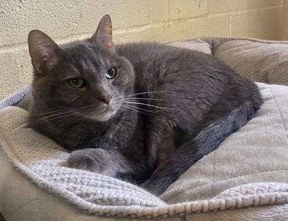 Enlarge Chase, an adopted Domestic Short Hair in Glasgow, KY image 1/3