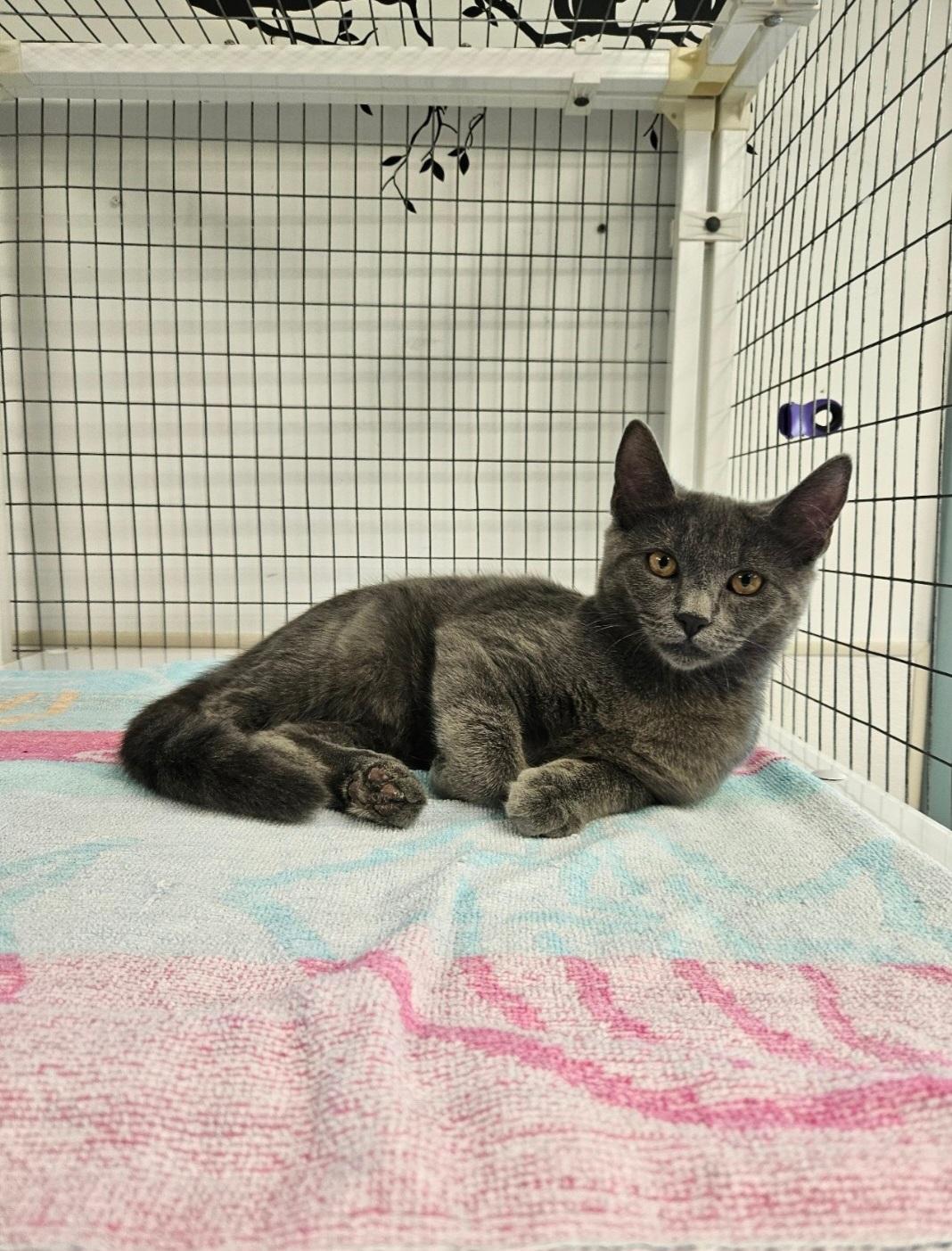 Bunny, an adopted Domestic Short Hair in Medfield, MA image 1/3
