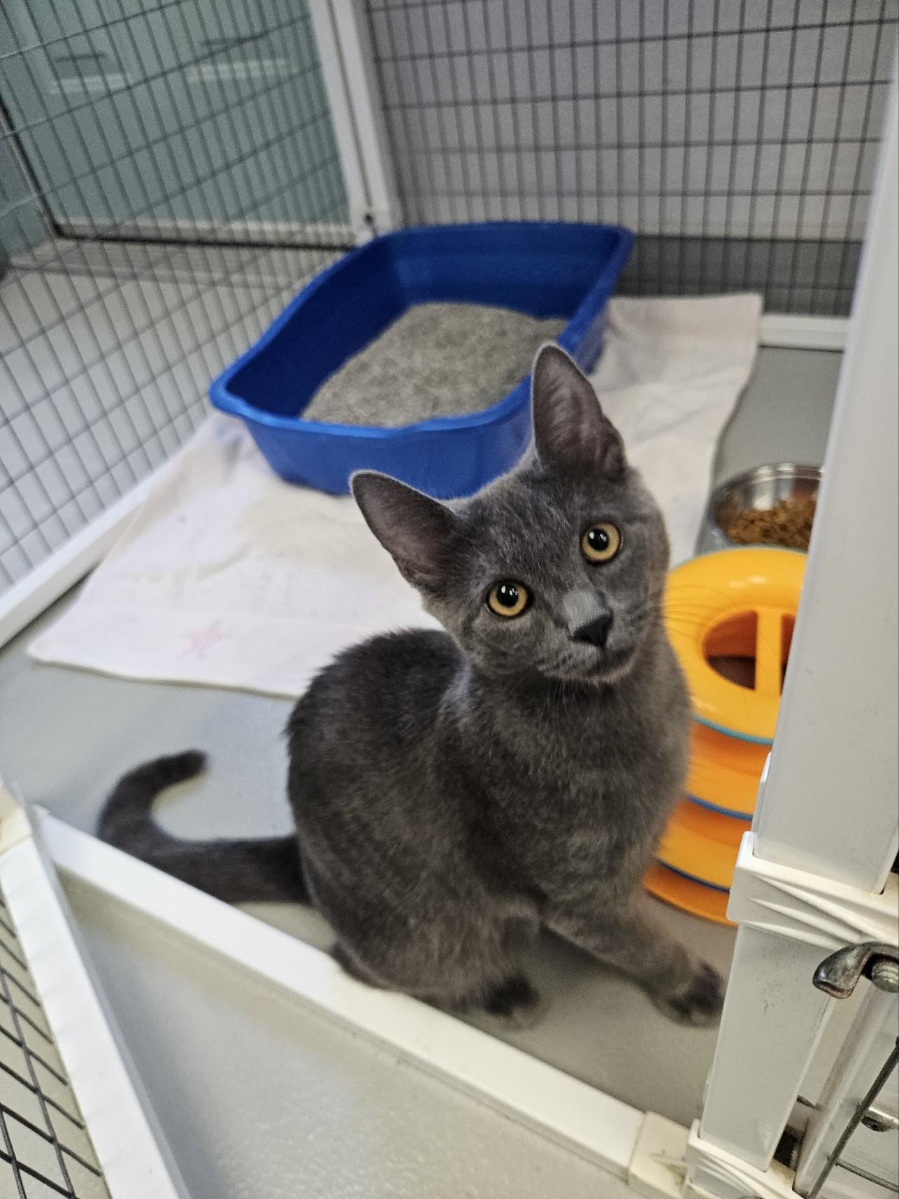 Bunny, an adopted Domestic Short Hair in Medfield, MA image 2/3
