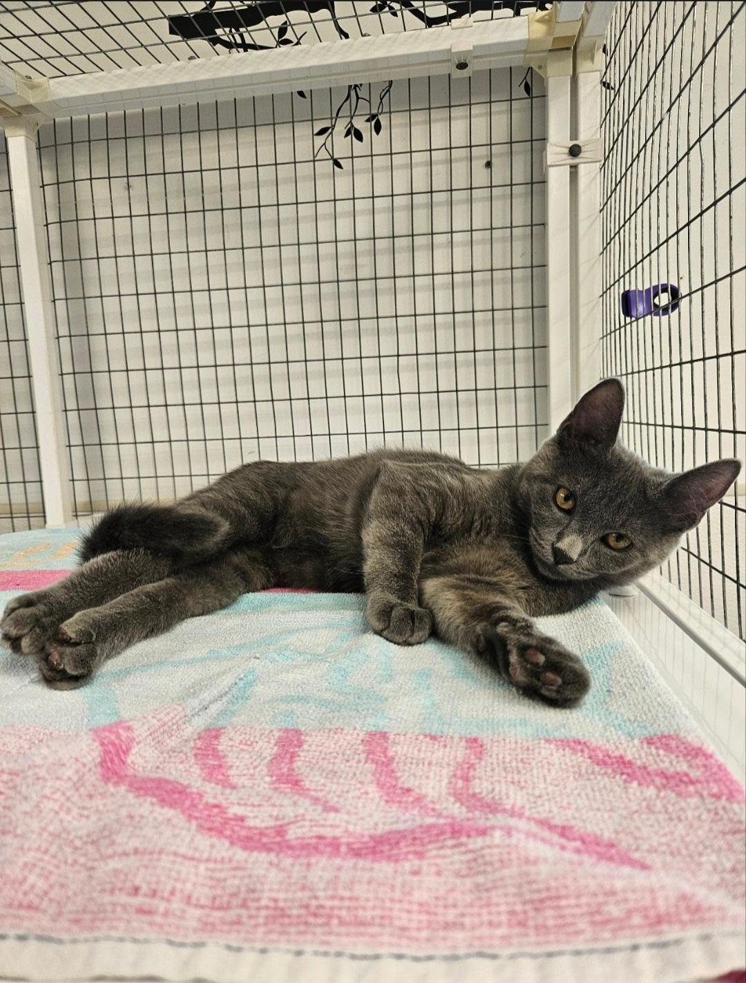 Bunny, an adopted Domestic Short Hair in Medfield, MA image 3/3