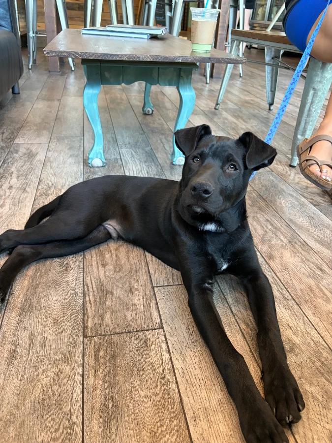 Enlarge Latte, a Adoptable Mixed Breed in Lindenhurst, NY image 1/1