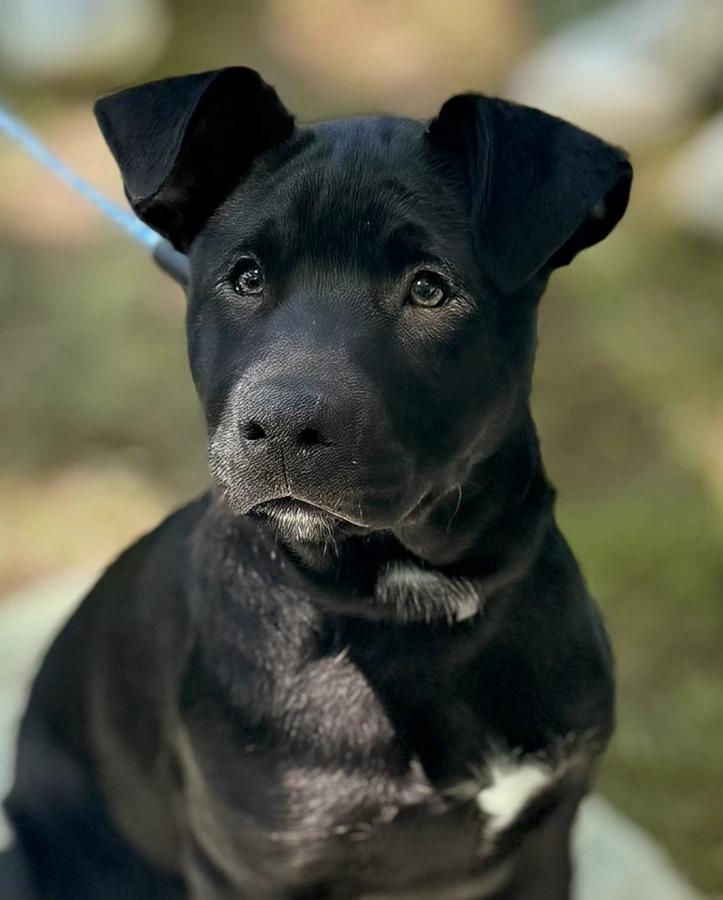 Enlarge Latte, a Adoptable Mixed Breed in Lindenhurst, NY image 1/1