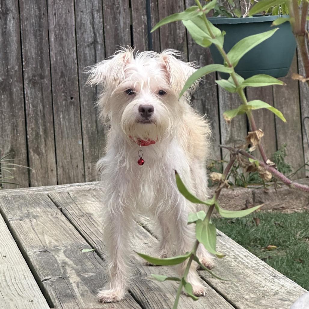 Bertie, Adoptable, Adult Male Terrier.