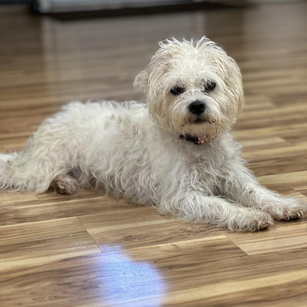 Krypto, Adoptable, Senior Male Mixed Breed.