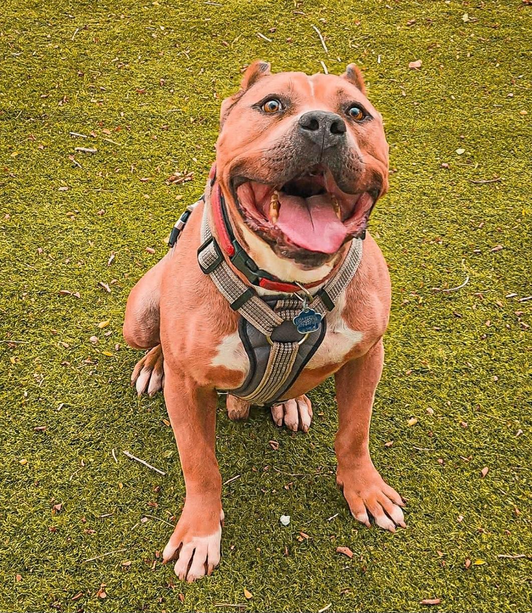 Bubba, adoptable, Adult Male Pit Bull Terrier.