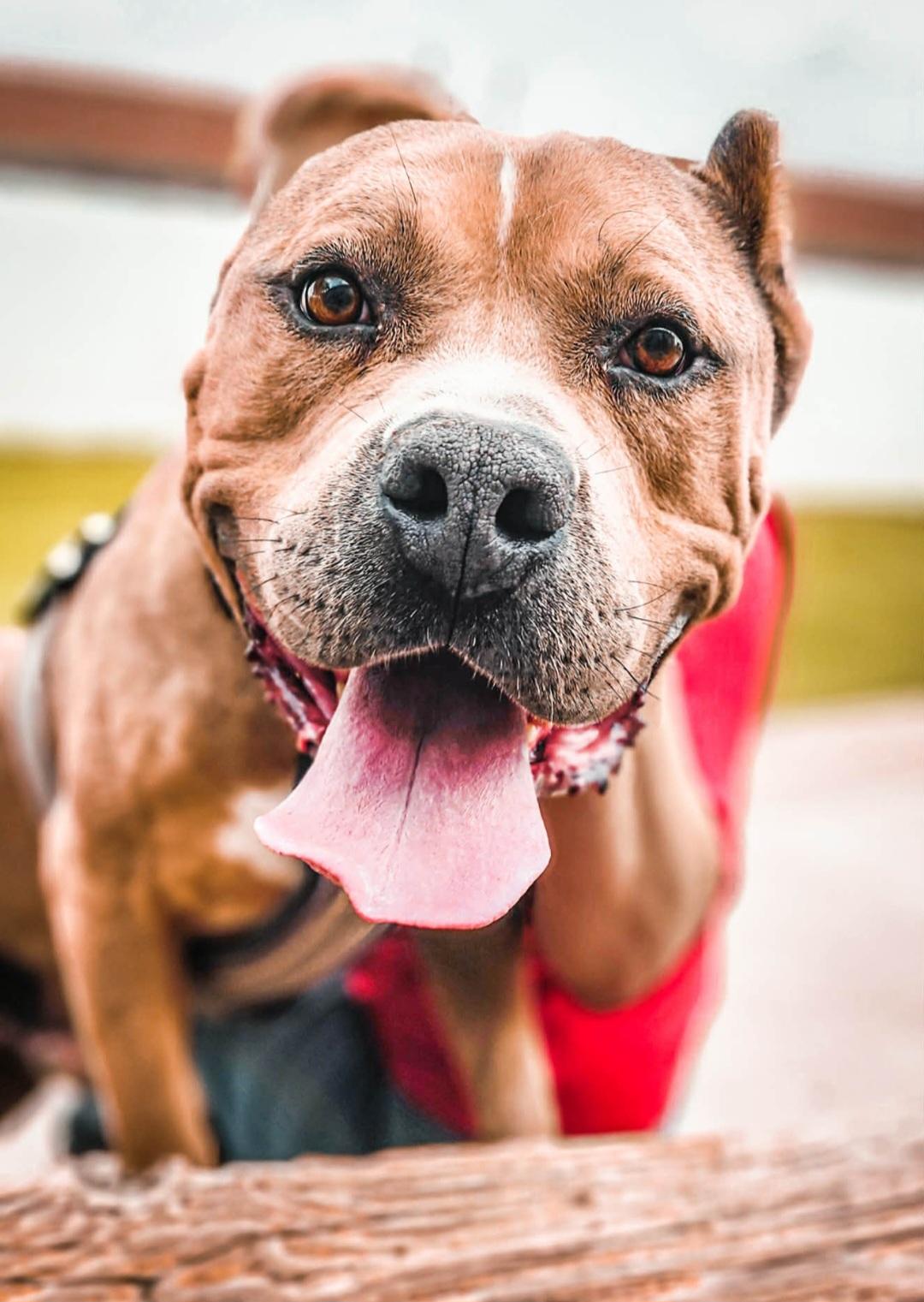 Enlarge Bubba, an adoptable mixed breed in Tacoma, WA image 4/6
