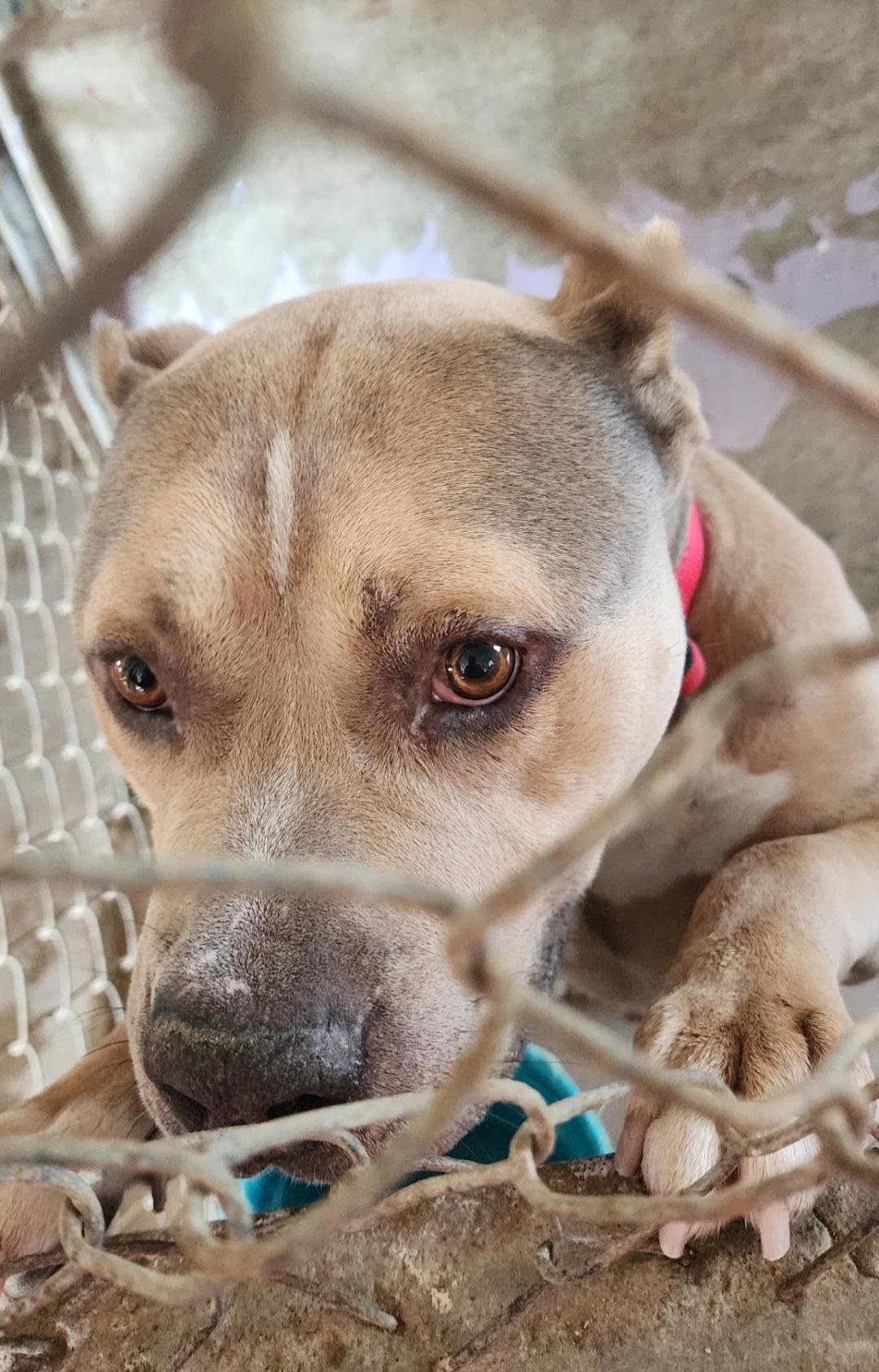 Enlarge Bubba, a ADOPTABLE mixed breed in Tacoma, WA image 3/3