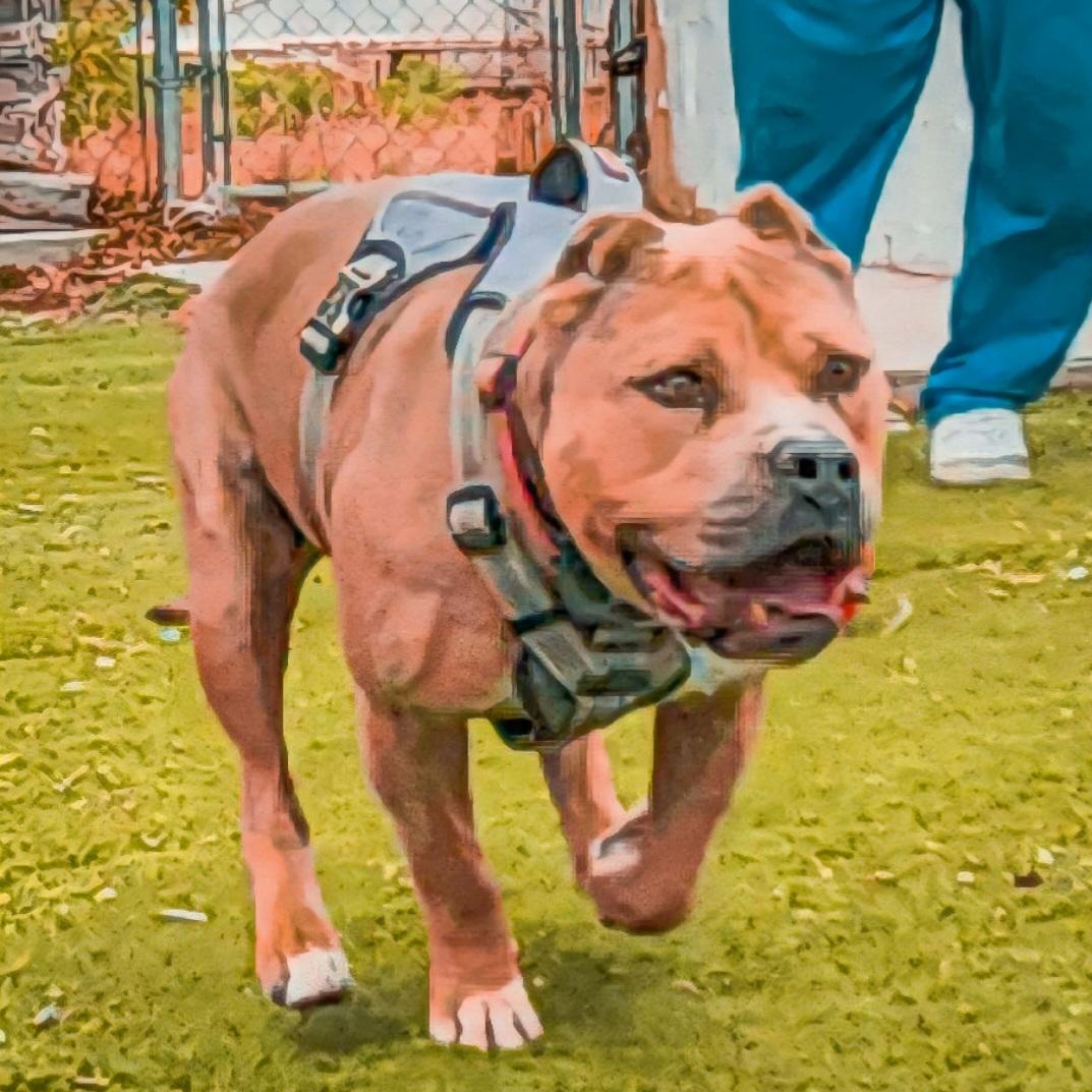 Enlarge Bubba, an adoptable mixed breed in Tacoma, WA image 5/6