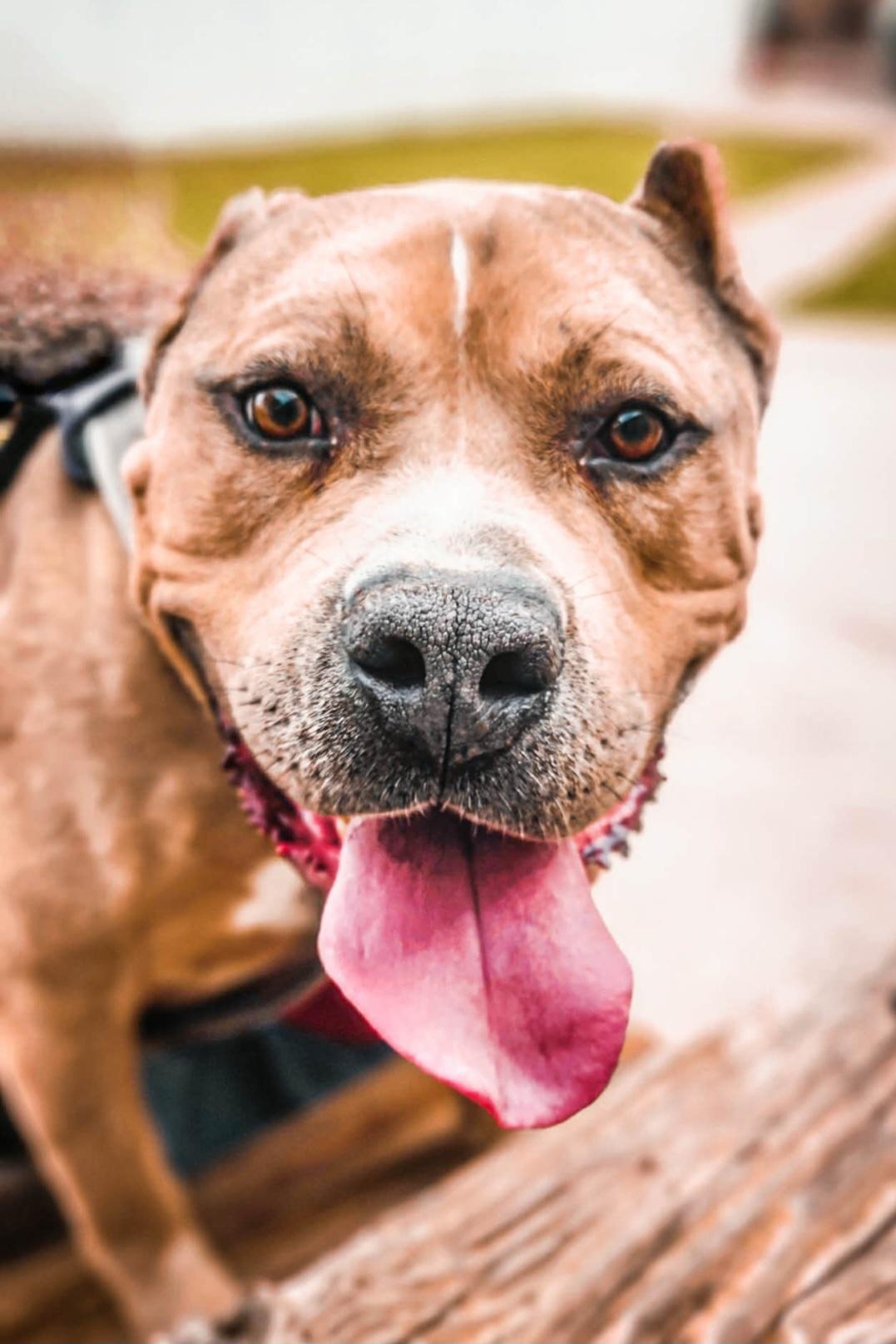 Enlarge Bubba, an adoptable mixed breed in Tacoma, WA image 2/6