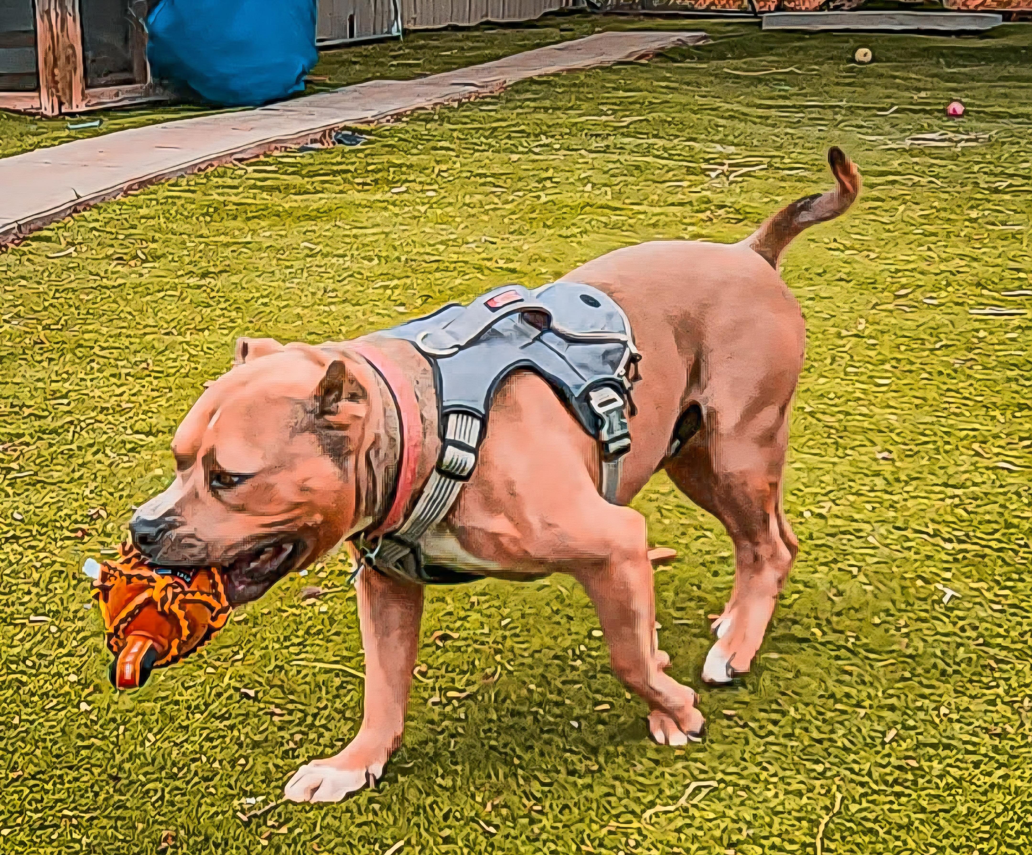 Enlarge Bubba, an adoptable mixed breed in Tacoma, WA image 6/6