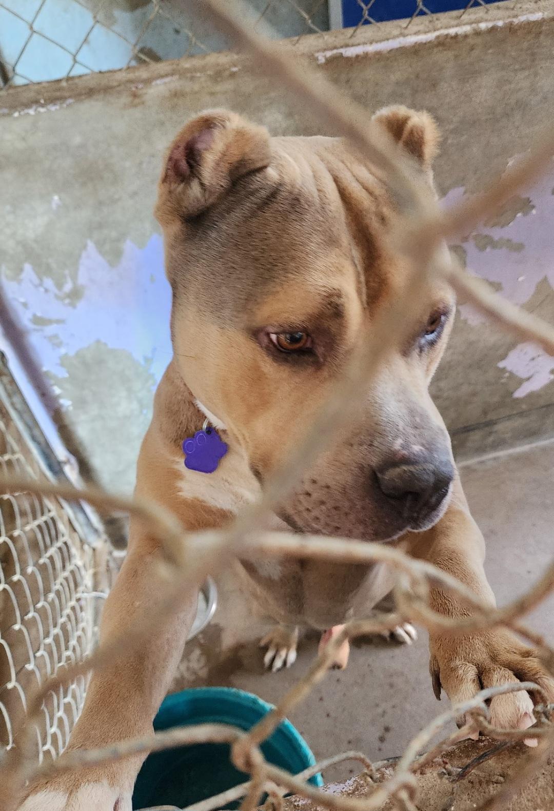 Bubba, ADOPTABLE, Adult Male Pit Bull Terrier.