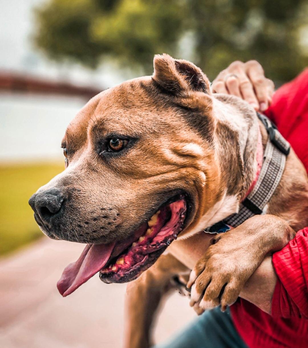 Enlarge Bubba, an adoptable mixed breed in Tacoma, WA image 3/6