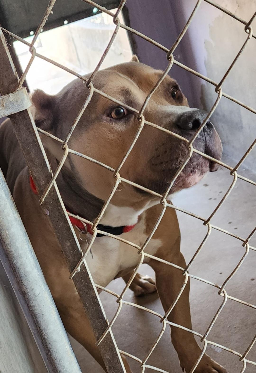 Enlarge Bubba, a ADOPTABLE mixed breed in Tacoma, WA image 2/3