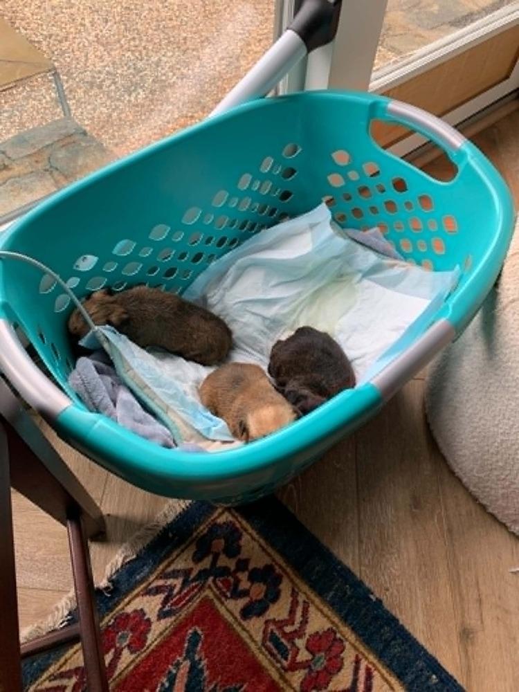 Brussels Griffon litter: Luke, Adopted, Puppy Male Brussels Griffon.