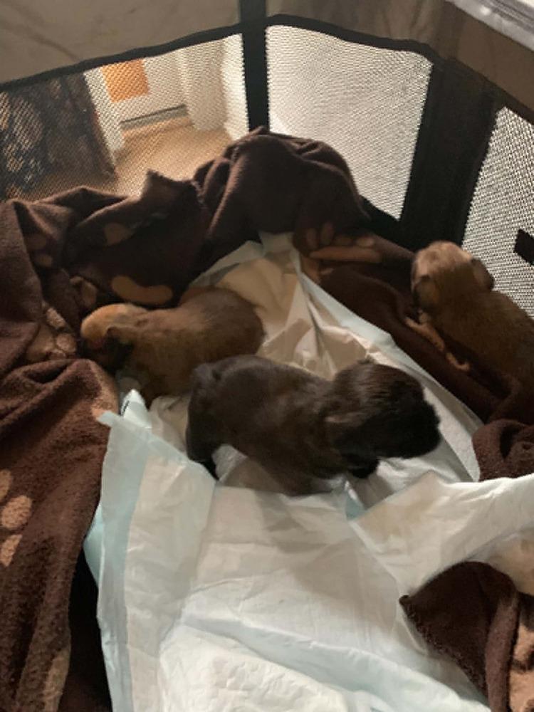 Enlarge Brussels Griffon litter: Luke, a Adopted Brussels Griffon in Dallas, TX image 2/2