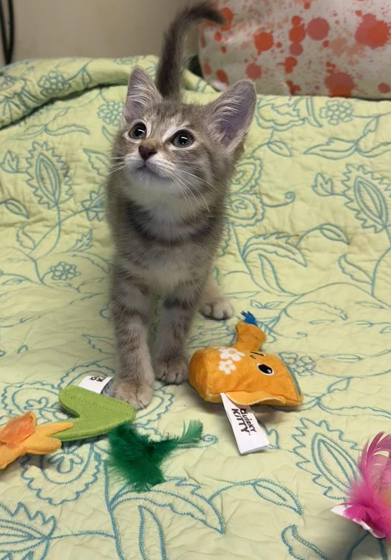 Milo, Adoptable, Kitten Female Domestic Short Hair.