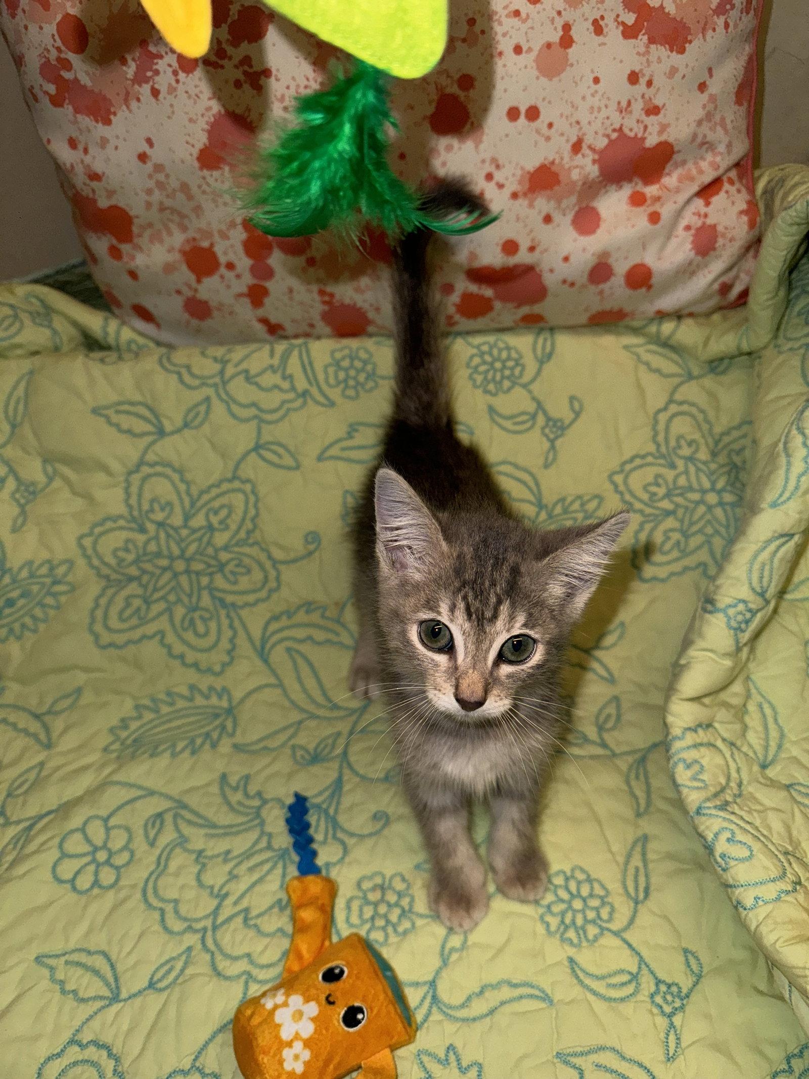 Milo, a Adoptable Domestic Short Hair in Houston, TX image 1/2