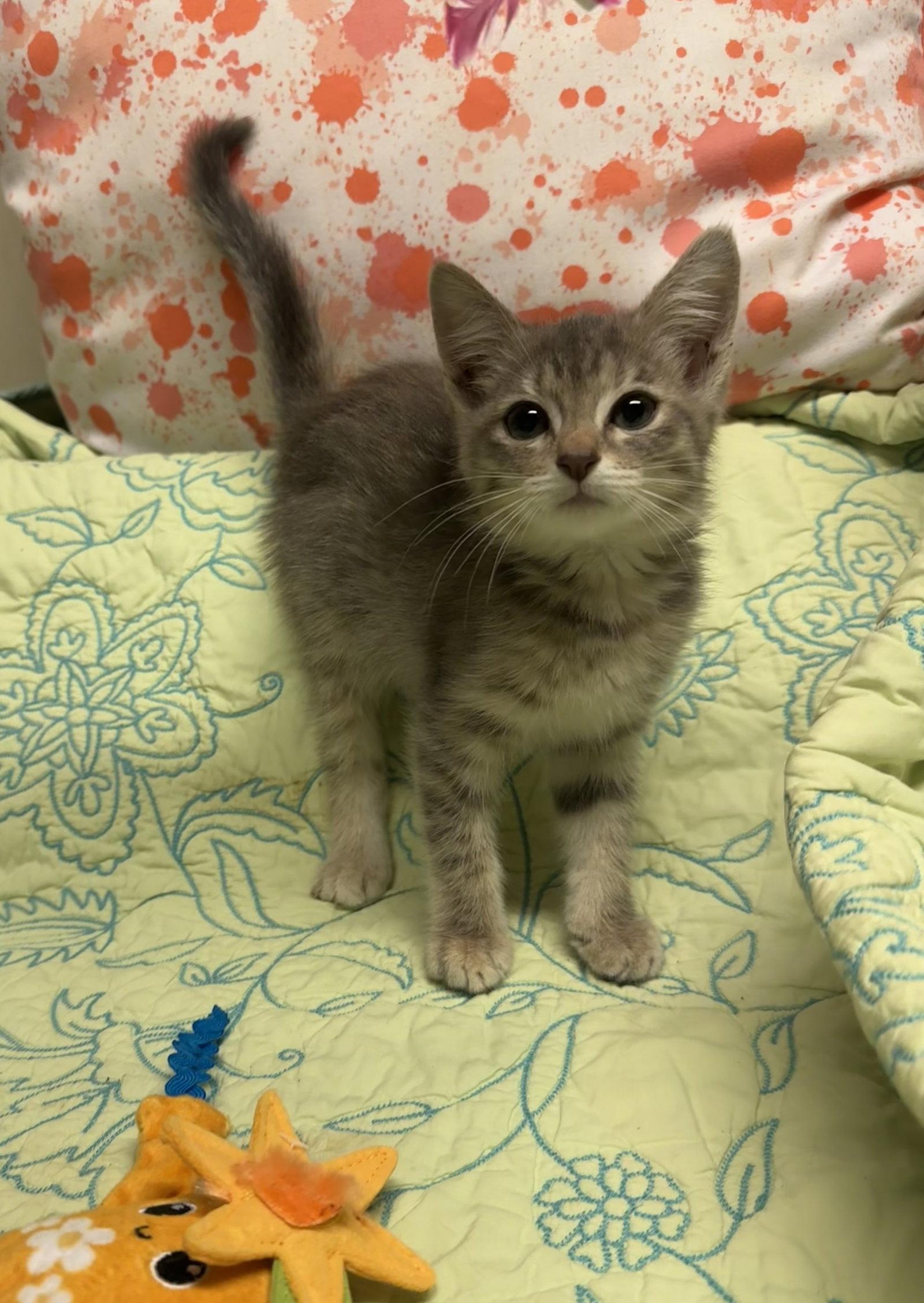 Milo, a Adoptable Domestic Short Hair in Houston, TX image 2/2