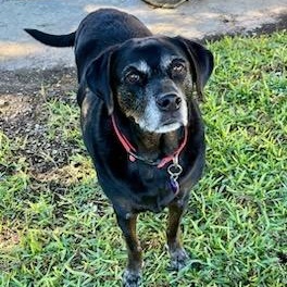 Harley, a Adoptable mixed breed in Plano, TX image 6/6
