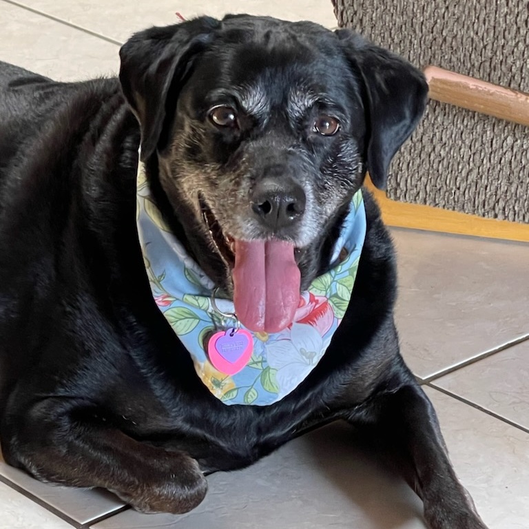 Harley, a Adoptable mixed breed in Plano, TX image 3/6