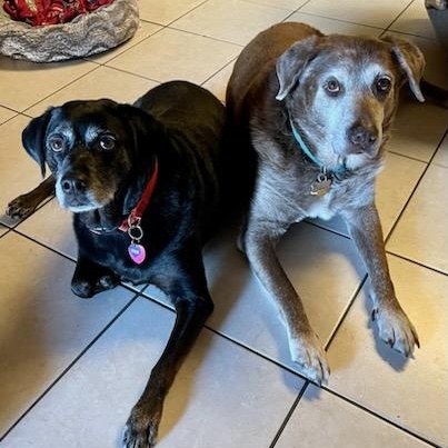 Harley, a Adoptable mixed breed in Plano, TX image 1/6