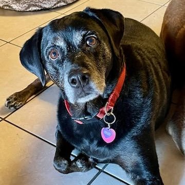 Harley, a Adoptable mixed breed in Plano, TX image 2/6