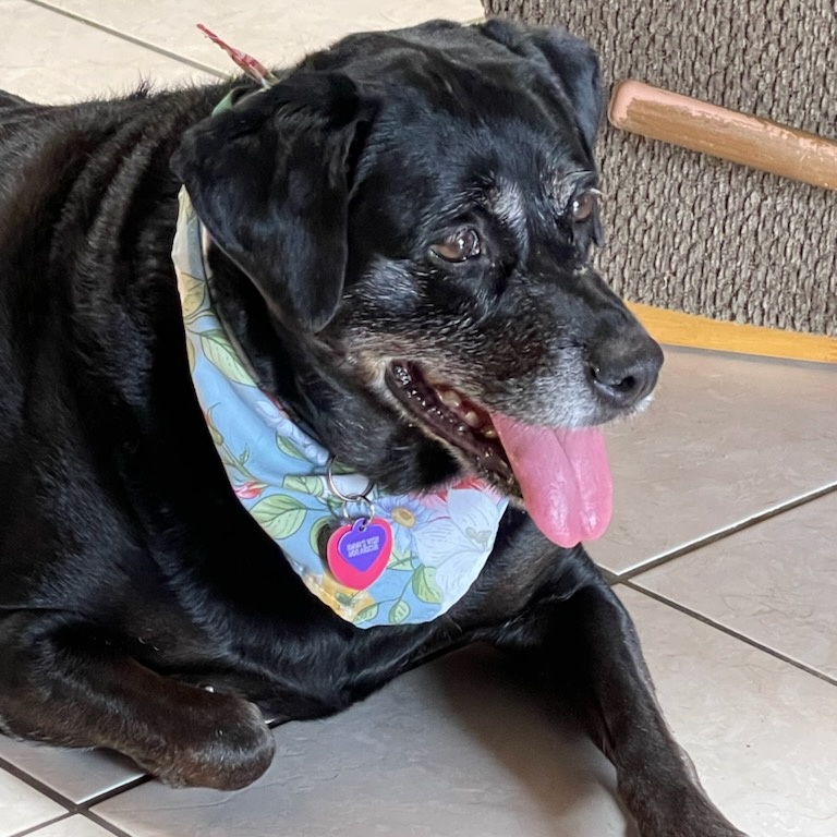 Harley, a Adoptable mixed breed in Plano, TX image 4/6