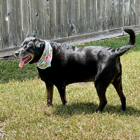 Harley, a Adoptable mixed breed in Plano, TX image 5/6