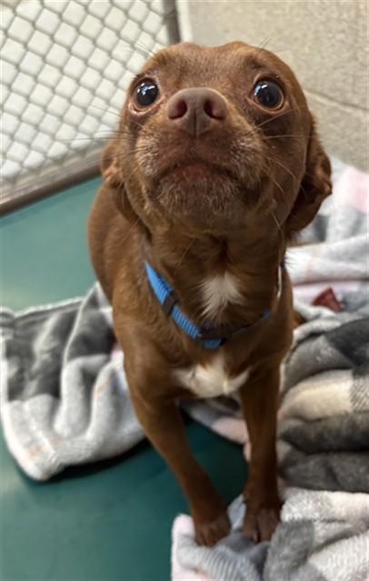 RICO, Adoptable, Young Male Chihuahua.