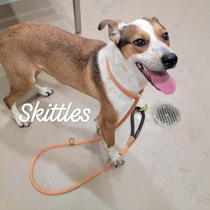 Enlarge Skittles, a Adoptable mixed breed in Buchanan Dam, TX image 1/2