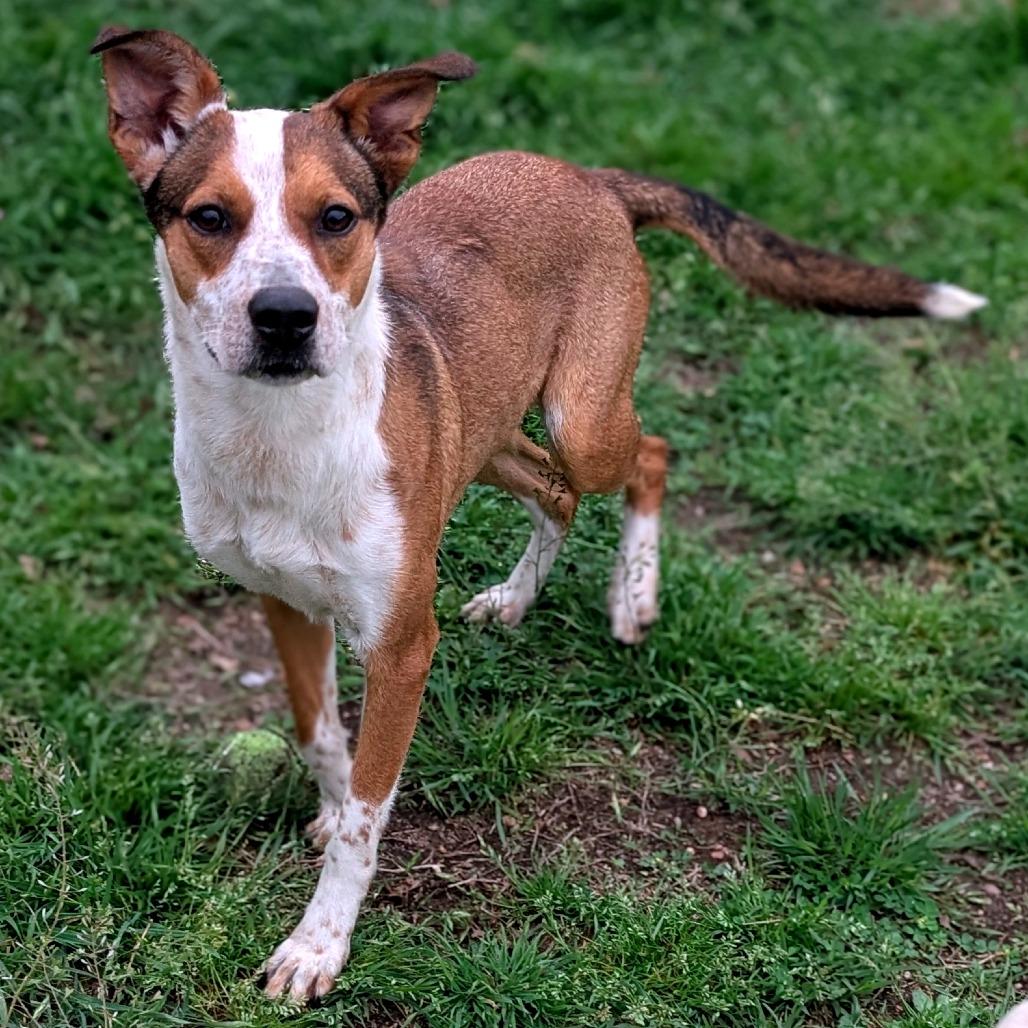 Enlarge Skittles, a Adoptable mixed breed in Buchanan Dam, TX image 2/2