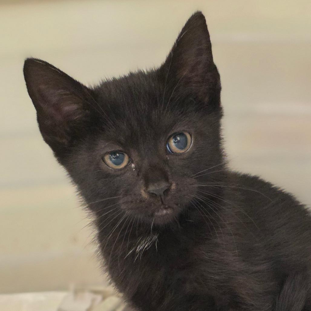 Water Runner, Adoptable, Kitten Male Domestic Short Hair.