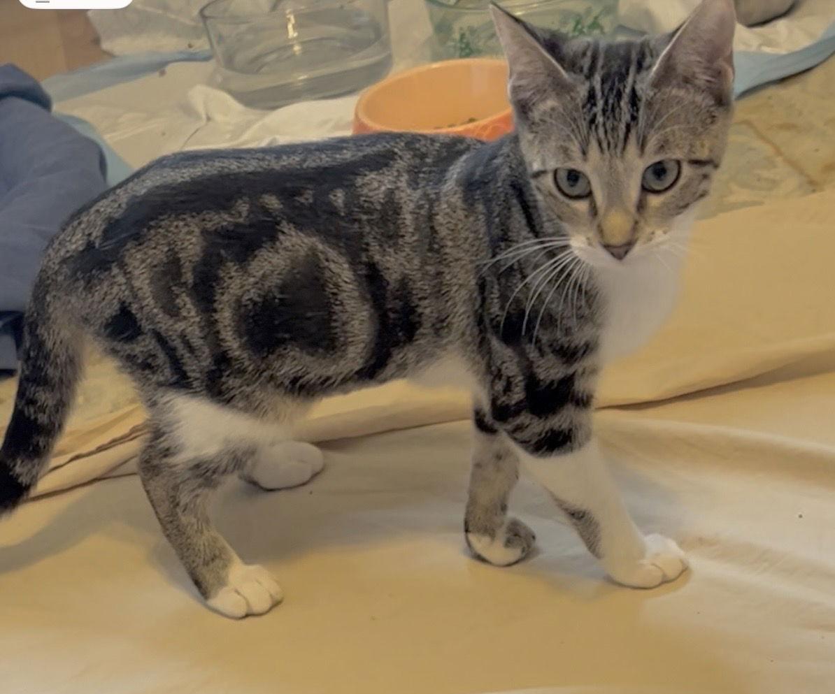 Enlarge Muffin, a Adoptable mixed breed in West Palm Beach, FL image 2/3