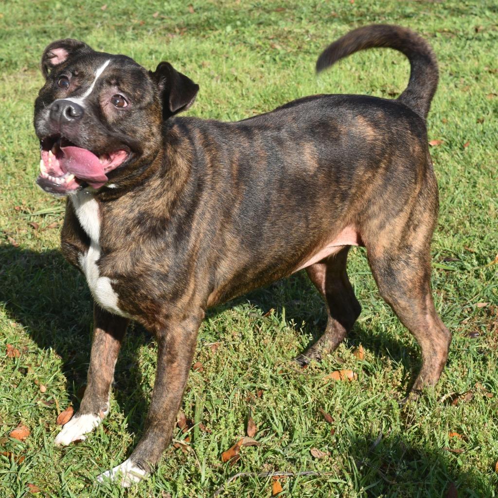 Rose, a Adoptable mixed breed in Kingsland, GA image 2/4