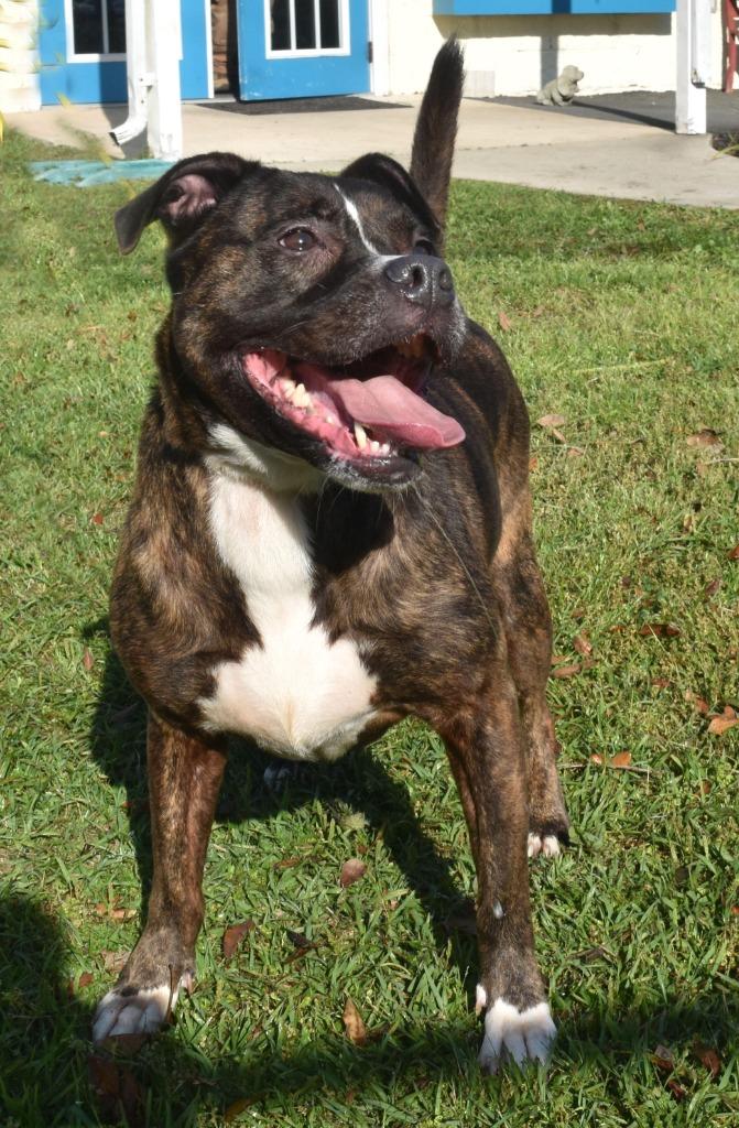 Rose, a Adoptable mixed breed in Kingsland, GA image 3/4