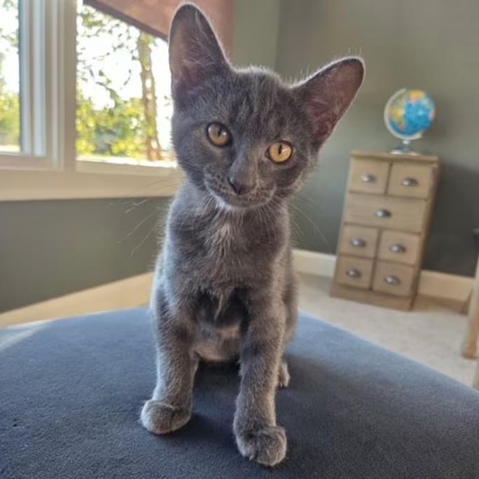 Enlarge Marshall, a Adoptable Domestic Short Hair in Findlay, OH image 1/1