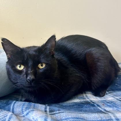 Sloth, Adoptable, Adult Male Domestic Short Hair & Domestic Short Hair.