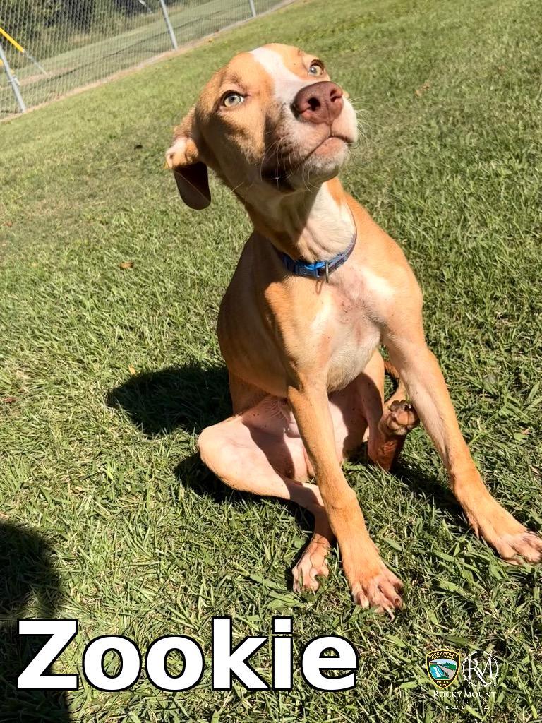 Enlarge Zookie, a Adoptable Hound in Rocky Mount, NC image 1/1