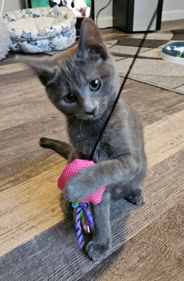 Zelda, Adopted, Kitten Female Domestic Short Hair & Russian Blue.
