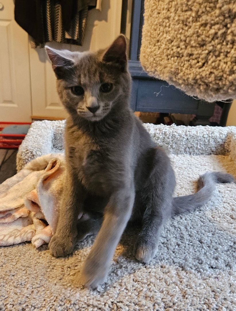 Zelda, a Adopted mixed breed in Walkersville, MD image 3/5
