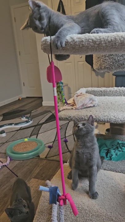 Enlarge Zelda, a Adopted mixed breed in Walkersville, MD video 5/5