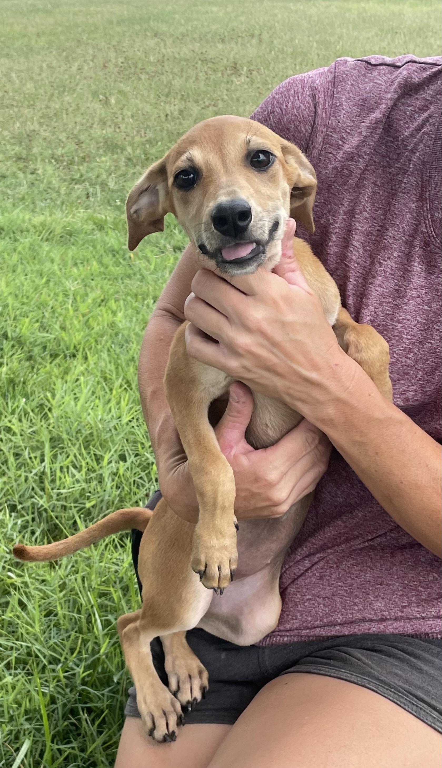 Enlarge Daisy, a Adopted Hound in Ellenboro, NC image 1/1