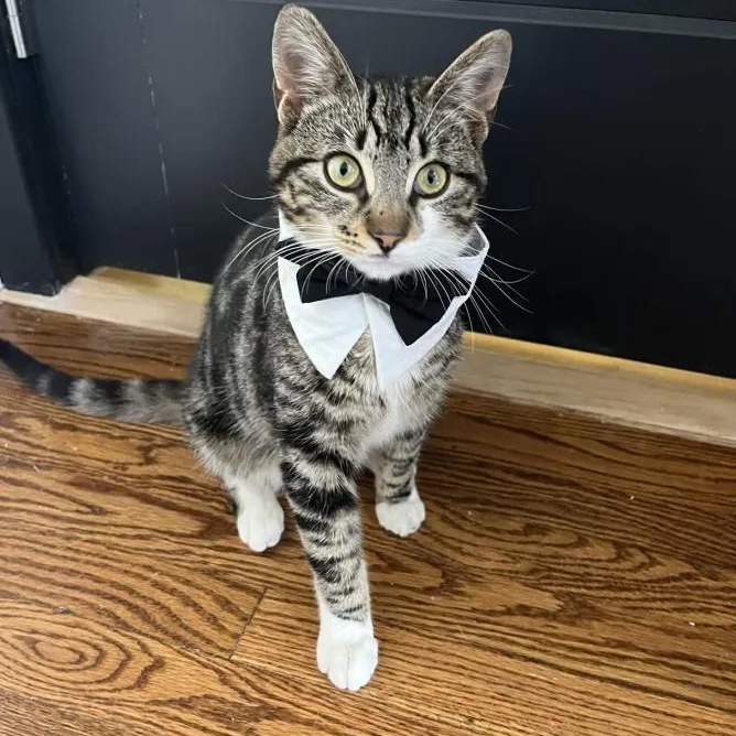 George Catstanza, ADOPTABLE, Kitten Male Domestic Short Hair.