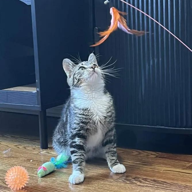 Enlarge George Catstanza, an adopted Domestic Short Hair in Weehawken, NJ image 2/6