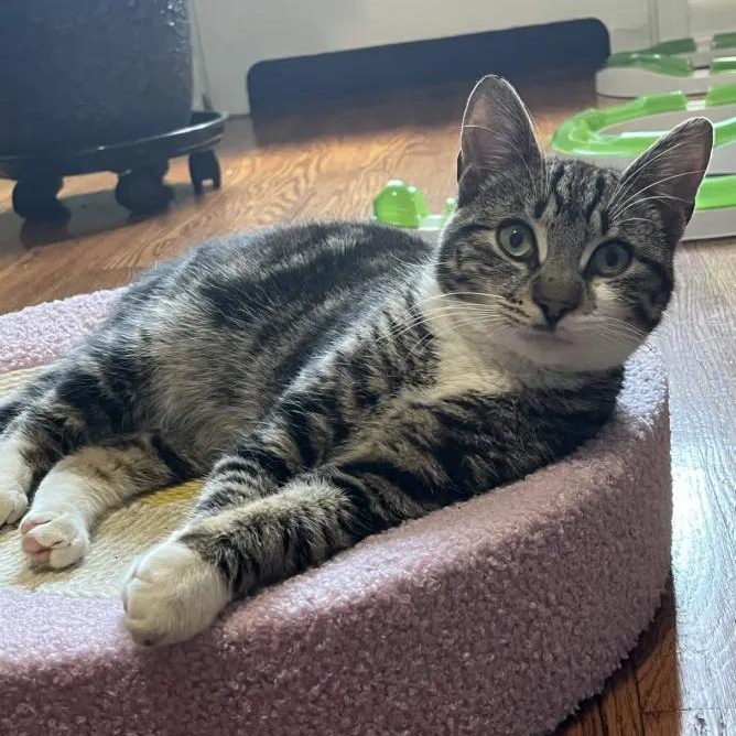 Enlarge George Catstanza, an adopted Domestic Short Hair in Weehawken, NJ image 3/6