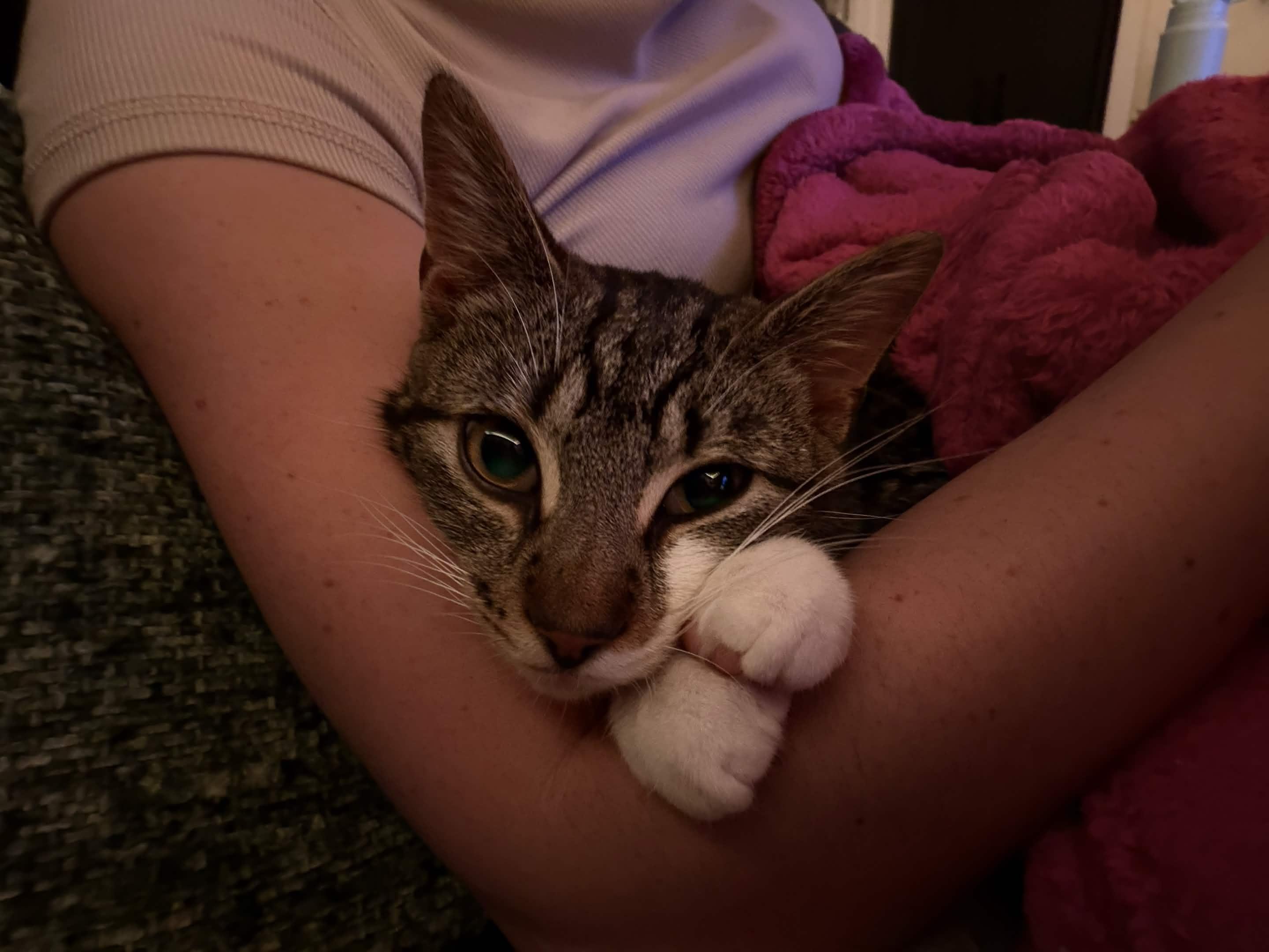 Enlarge George Catstanza, an adopted Domestic Short Hair in Weehawken, NJ image 6/6
