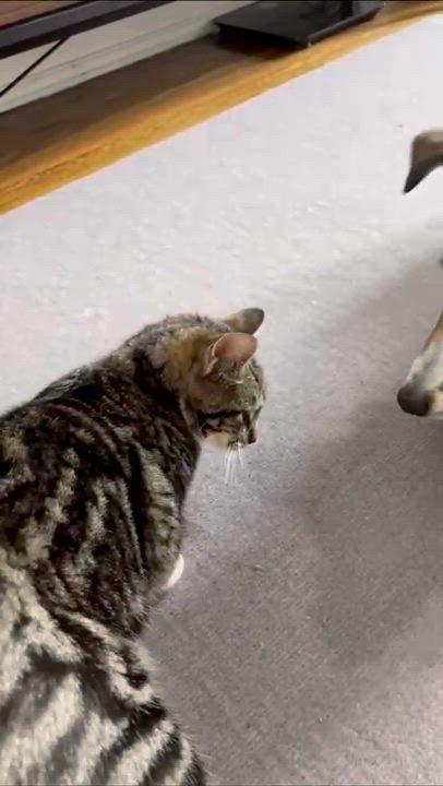 Enlarge George Catstanza, an adopted Domestic Short Hair in Weehawken, NJ video 5/6