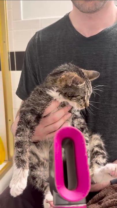 Enlarge George Catstanza, an adopted Domestic Short Hair in Weehawken, NJ video 4/6